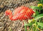 304/316 SS Aviary Wire Netting Ferruled / Knotted Rope Mesh SGS Listed