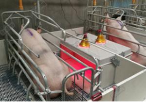 Quality Durable Pig Farm Equipment Nursery Weaning Crate Weaning Fence For Piglets PE Plate wholesale