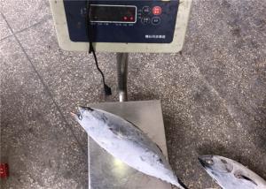 Quality 1.5kg Auxis Thazard Bulk Fresh Bonito Fish With Omega 3 wholesale