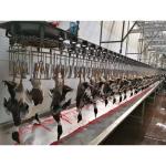 Halal Chicken Abattoir Machine 500BPH - 10000BPH Slaughter Line Equipment