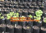 Horticulture, NURSERY, PLANTER, SEED, PLASTIC GROW BAGS, HYDROPONICS, FLOWERPOTS
