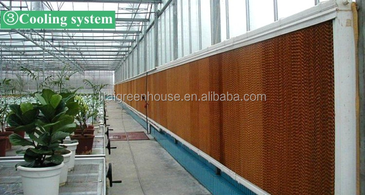 Namibia Africa Gutter Connected Greenhouse with Optimal Ventilation and Single Layer