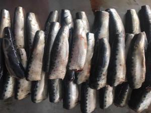 Quality Natural Glaze HGT Fresh Frozen Sardines For Canning wholesale
