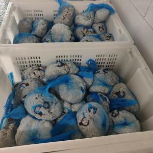 Quality No Additives Natural Salted Sheep Casing 22/24mm 24/26mm wholesale