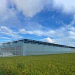 Agriculture Planting Plastic Sheeting Large Scale Steel Frame Greenhouse Multi
