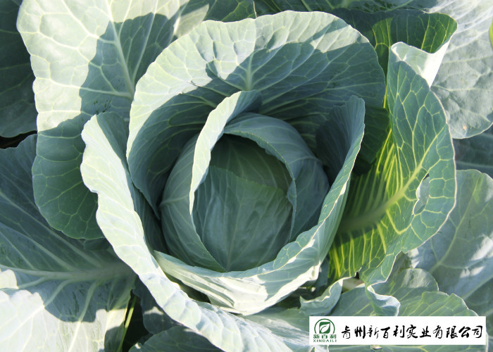 Japan Standard Fresh Green Cabbage Big Size Own Plantation Delicious Taste