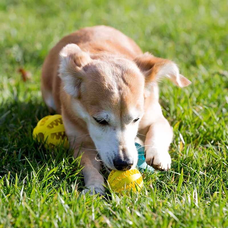 Dog Chew Toys Tpr Rubber Puppy Treat Toy Ball Feeding Ball For Pet in Light blue/yellow/red/dark blue/orange/green Colors