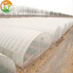 Tunnel Greenhouse for Strawberries and Tomatoes Planting Fast Delivery within 30