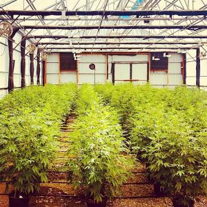 Quality Agricultural Single Span 100% Shading 3 Layers Automatic Herb Growing Light Deprivation Blackout Greenhouse wholesale