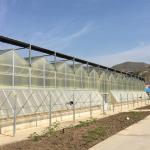 Multi-Span Agricultural Greenhouses for Sustainable Fruits and Vegetables