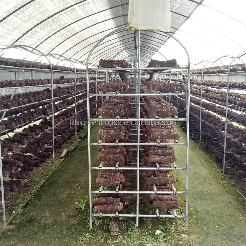 Hydroponic Farming Agriculture Greenhouse with 8m Wide Span and Transparent Design