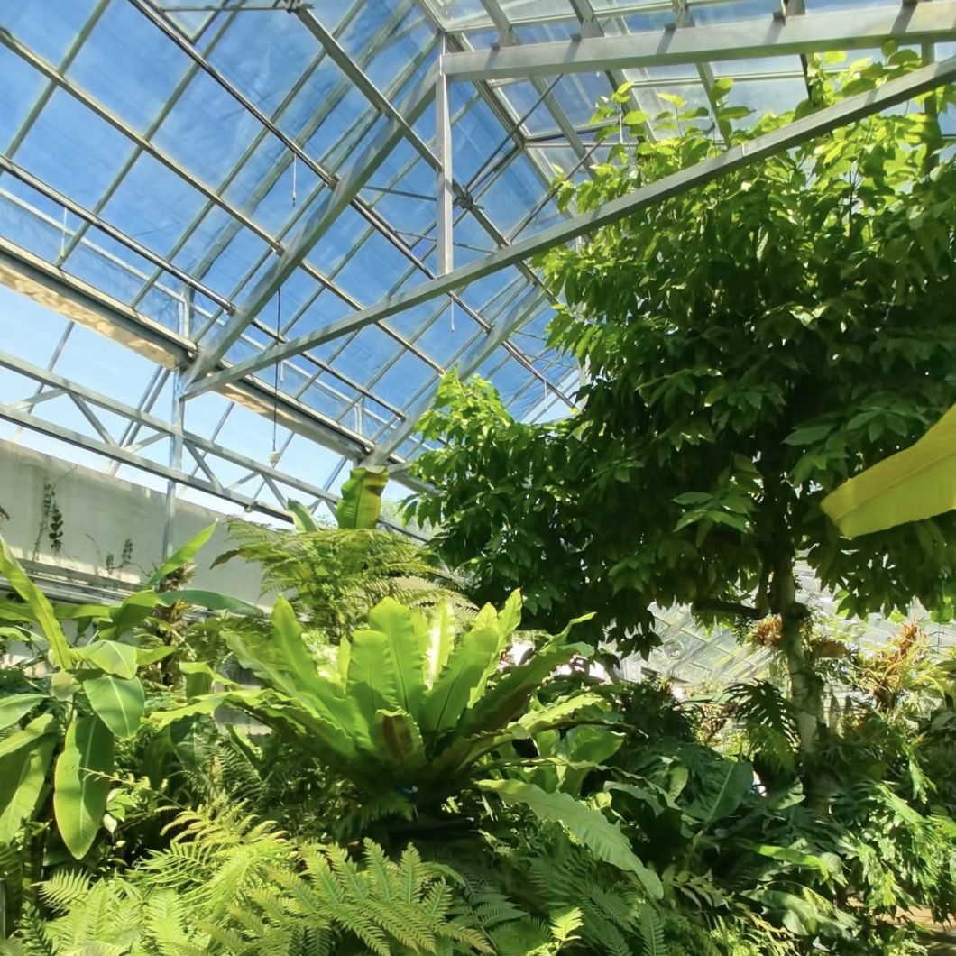 Glass Greenhouse Hydroponic Vegetable System