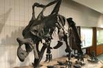 High Durability Realistic Dinosaur Skeleton Models Fiberglass / Gypsum Made