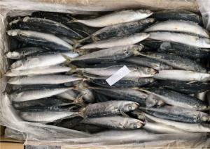 Quality BQF Whole Round 9pcs 10pcs Bait Frozen Decapterus Muroaji wholesale