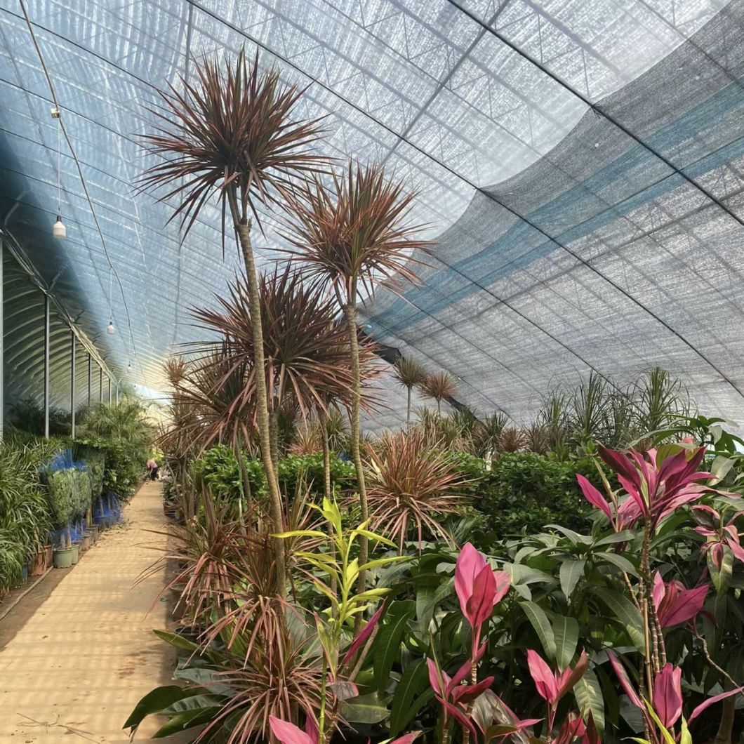 Sunlight Greenhouse Flower Planting Drip Irrigation