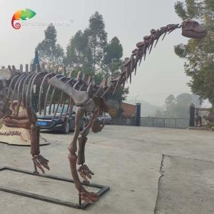 Quality CE Jurassic Park Dinosaur Skeleton Replica Shunosaurus Skeleton weather reistance wholesale