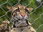 Stainless Steel 316 / 316L Zoo Mesh , Protective Tiger cage Enclosure Fencing