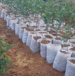 Packaging Fabric Nonwoven Mat Agricultural Non-woven Fabric Polyester Nonwoven