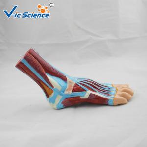 Quality Laboratory Demonstrations Exhibitions 33cm Foot Anatomy Model wholesale