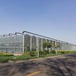 Farm Agriculture Greenhouse Equipments Multi Span Glass Inner Outer Shading