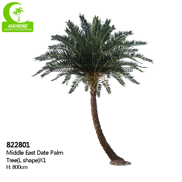 Middle east date palm tree