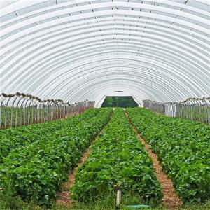 Quality Hydroponic Metal Frame Tunnel Single Span Greenhouse Agriculture Farming Growing wholesale