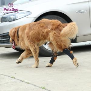 Quality Joint Protection SBR Dog Knee Pad for Surgery Recovery wholesale