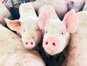 Quality Durable Steel Building Steel Frame Piggery House Onsite Installation wholesale