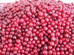 IQF Frozen fruits quick frozen Lingonberry grade A