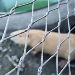 Quality Animal Enclosure Mesh Of 60/90 Degree Animal Containment Netting wholesale
