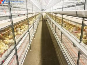 Quality Automatic Battery Egg Layer Cages , Chicken Laying Hens Cage Poultry Farming Equipment wholesale