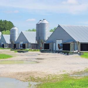 Quality Lightweight Steel Frame House , Chicken Farm Structure Customized wholesale