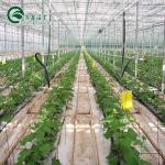 Good Light Permeability Essential for Venlo Glass Greenhouse in Agricultural