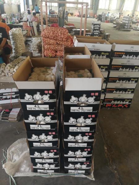 China fresh garlic export to Japan by Pioneer garlic group;Pure white garlic.5.5