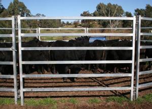 Quality Heavy Duty Portable Sheep Yard Panels Carbon Steel 6 Rail Oval Tube 40X70MM wholesale