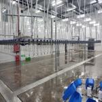 500PCS Automatic Poultry Slaughterhouse Equipment Stainless Steel Chicken
