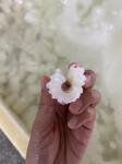 Durable Frozen Seafood Giant Cut Squid Flower Calamar Carved