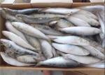 Fresh 75g Sardinops Melanostictus Frozen Sardine Fish
