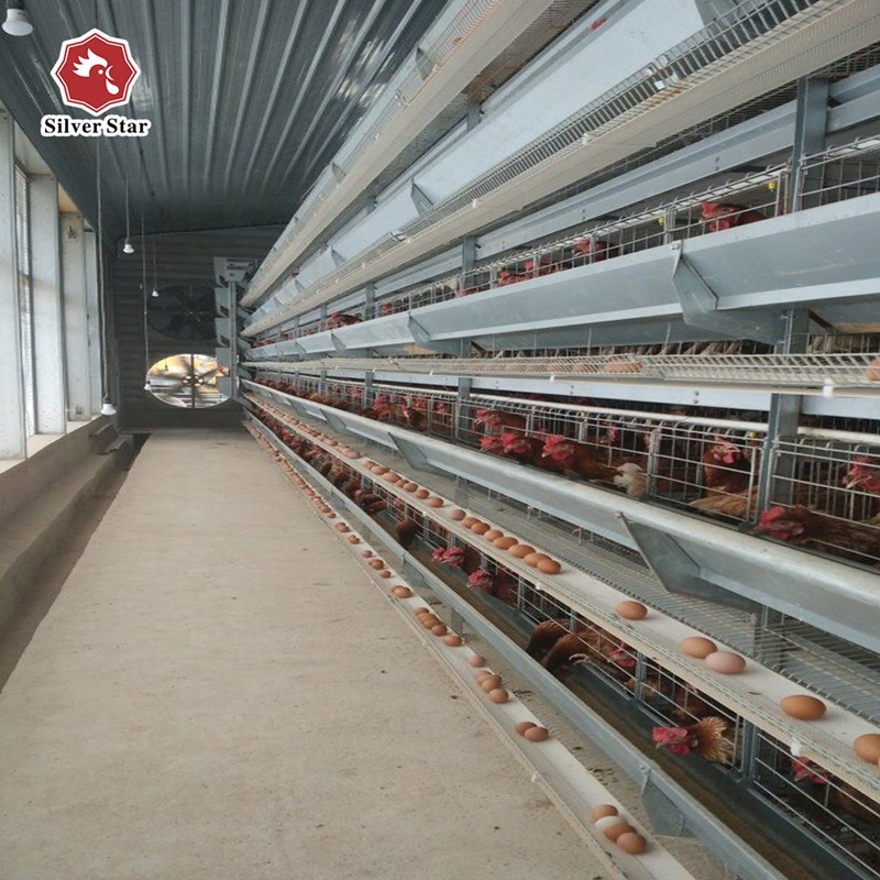 Automatic Hens Battery Layer Chicken Cages A Type House System Customized