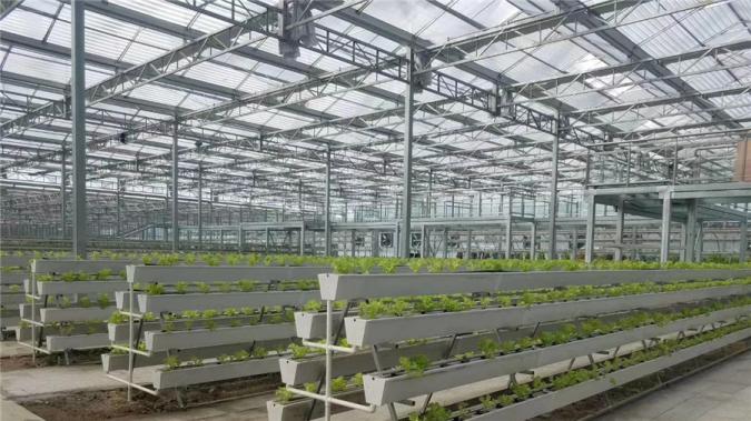 Large Size Transparent Glass Greenhouse Super Strong Resistance and Hydroponics System