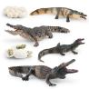 Buy cheap Crocodile Alligator Life Cycle Figure Model Toy For Boys Girls Kids from wholesalers