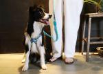 Fully Adjustable Dog Harness For Puppy