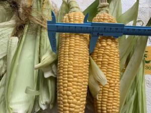 Quality FDA Certified 100% Fresh Iqf Sweet Corn On The Cobs wholesale