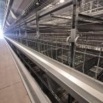 Q235 Chicken Cages Poultry Farming Equipment 3-6mm Thickness