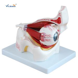 Quality Human Eye Removable 47cm Model wholesale