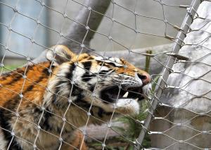 Quality Stainless Steel 316 / 316L Zoo Mesh , Protective Tiger cage Enclosure Fencing wholesale