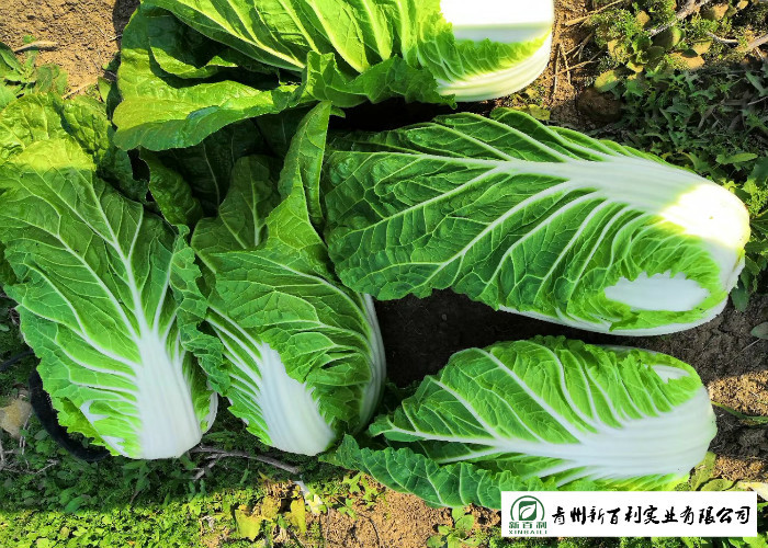 Green Outside Small Head Cabbage , Chinese Napa Cabbage Japan Standard