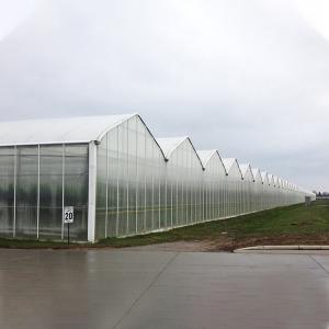 Quality Commercial Hydroponics Polycarbonate PC Sheet Greenhouse Frames Multi Span wholesale