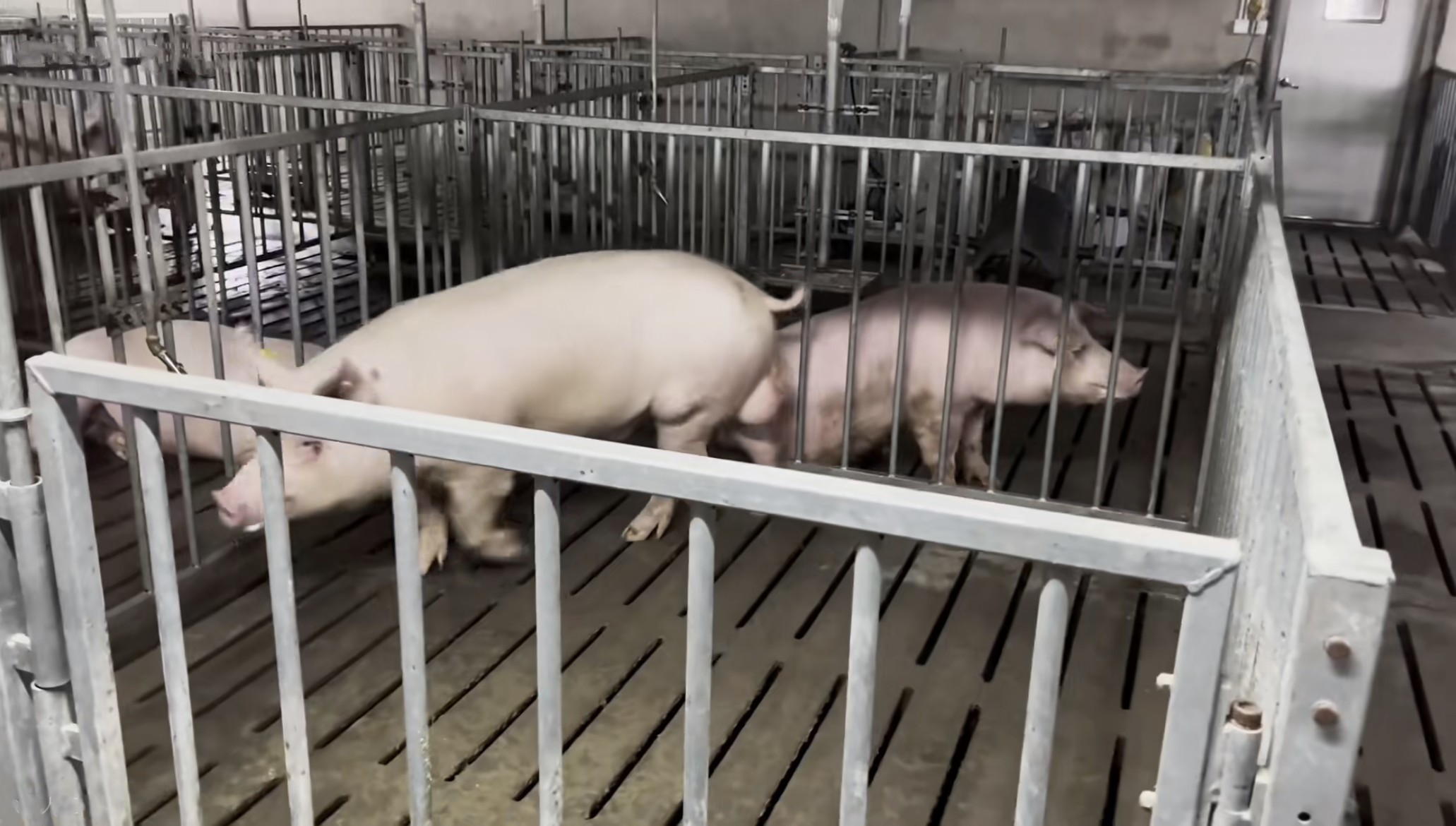 Animal Farming Galvanized Steel Boar Stall SUS 304