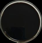 Crop Fast Penetrating Alanine Liquid Fertilizer Early Maturity 20% Yield